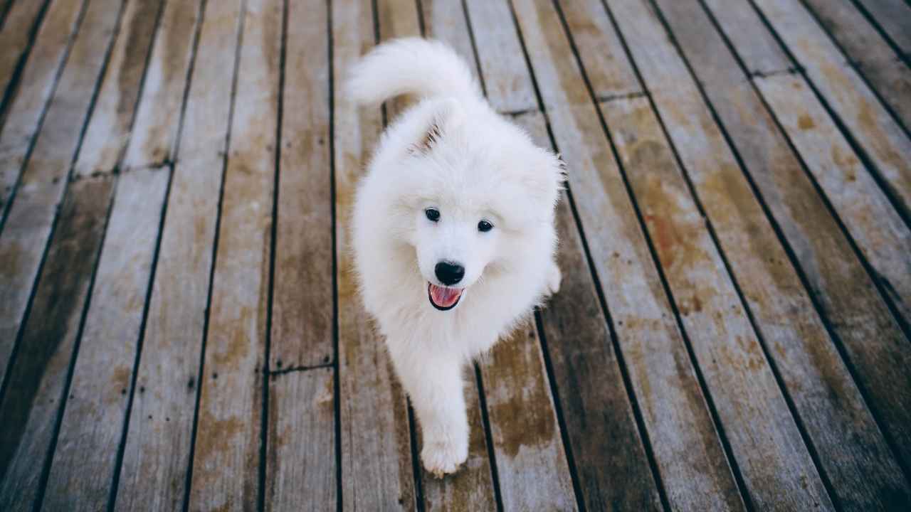 Samoyed