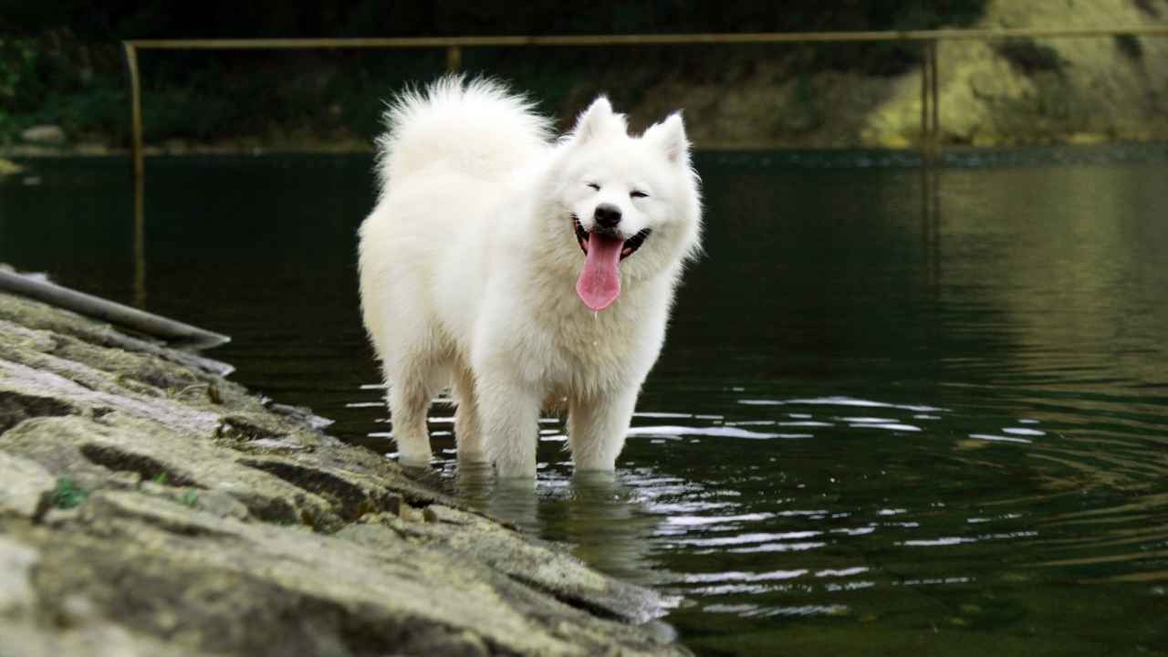 Samoyed