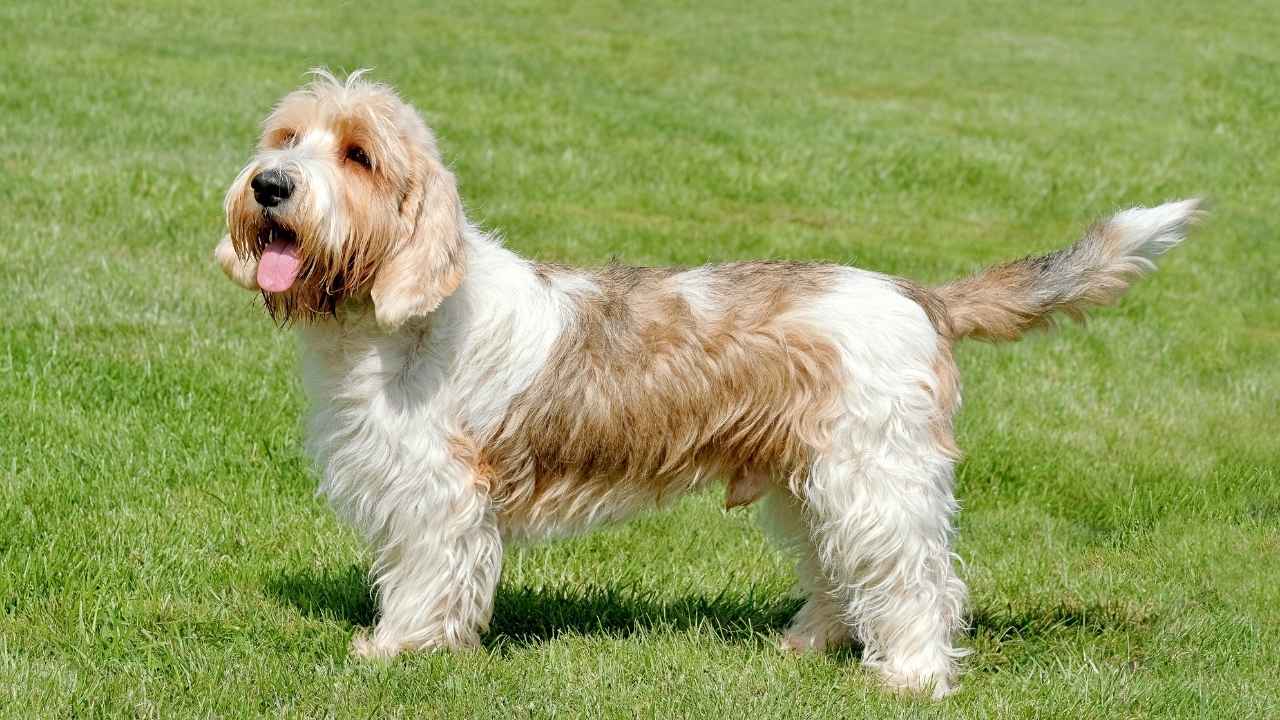 Basset Griffon Vendeen