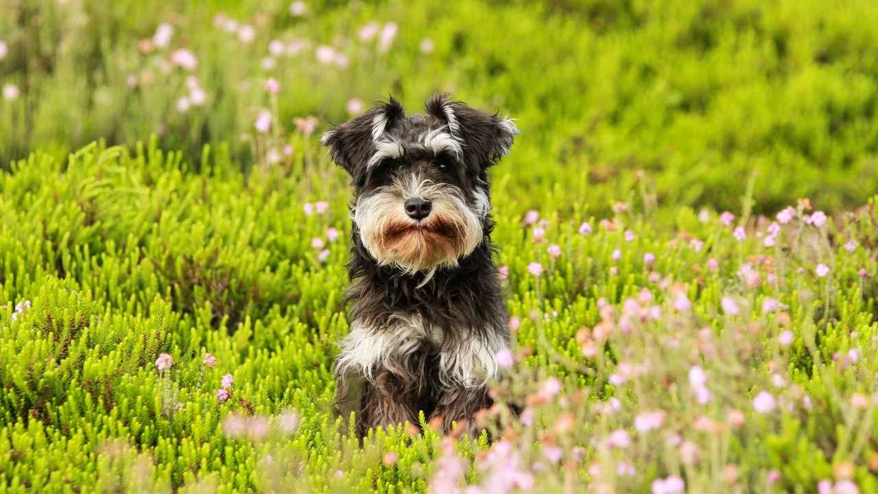 Schnauzer