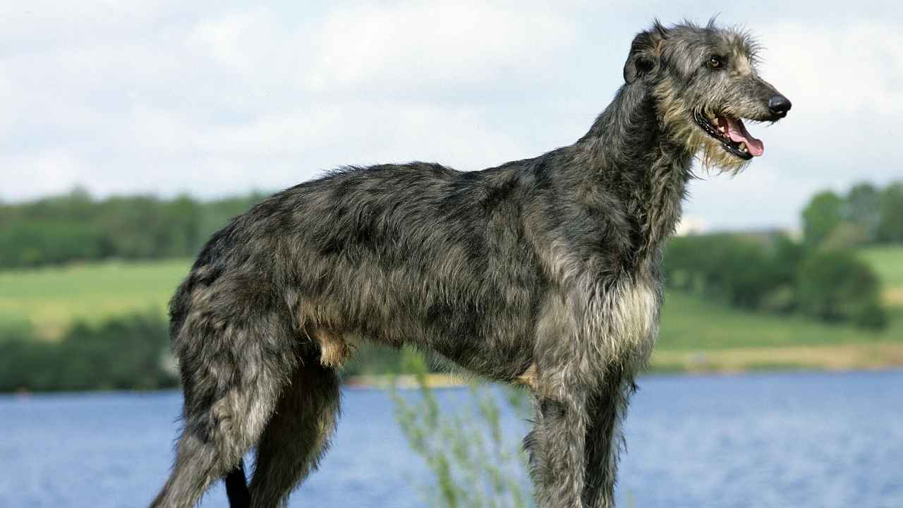 Scottish Deerhound