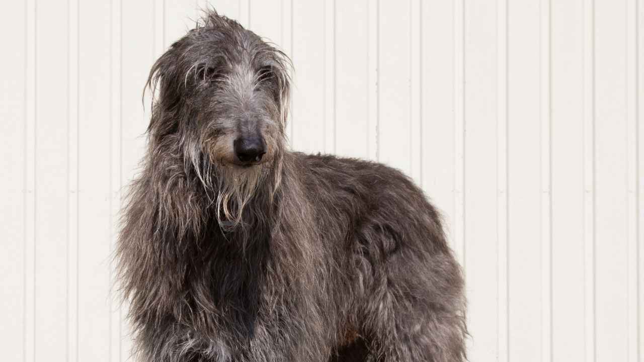 Scottish Deerhound