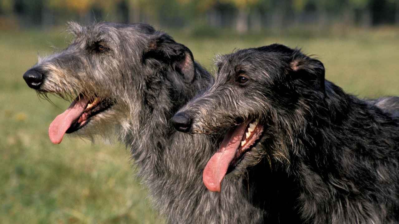 Scottish Deerhound