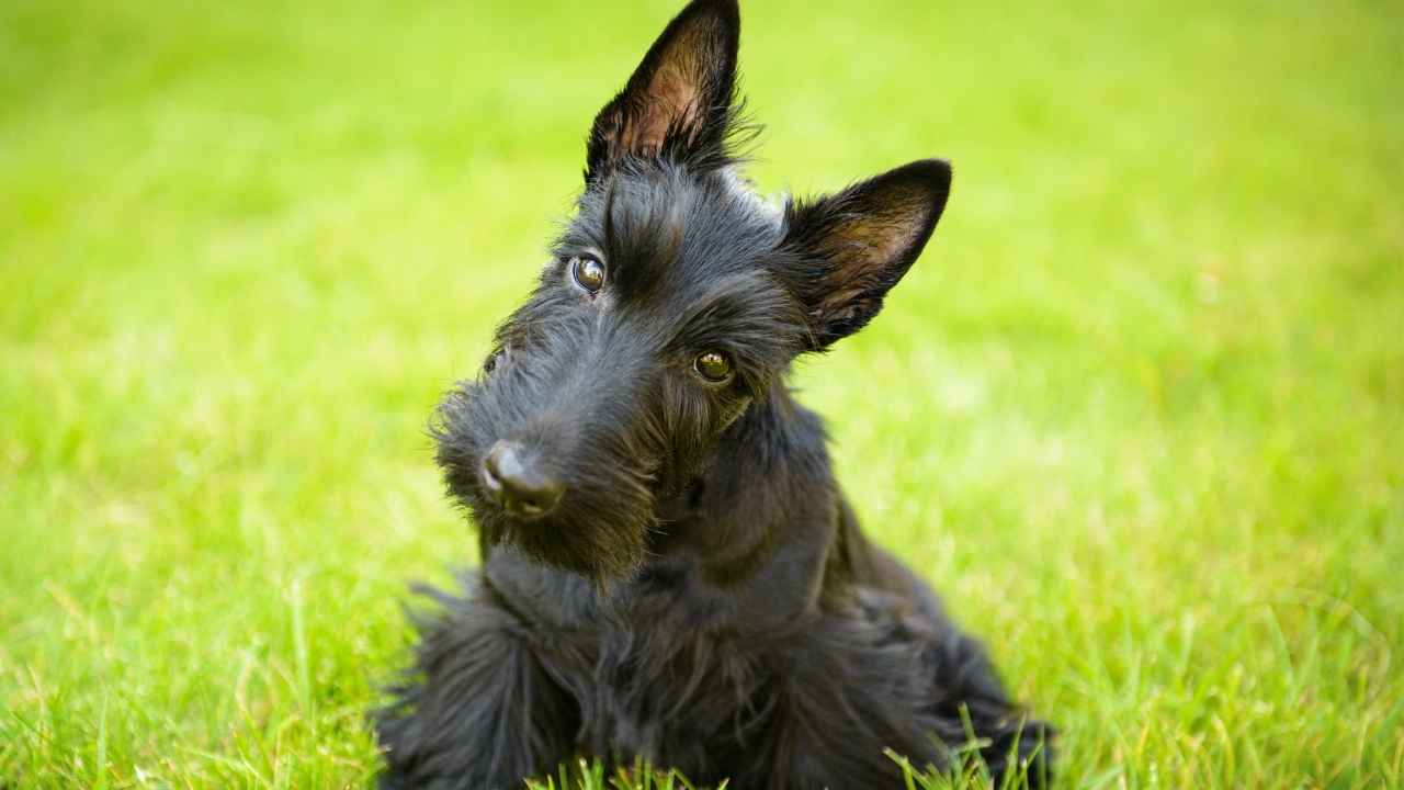 Scottish Terrier