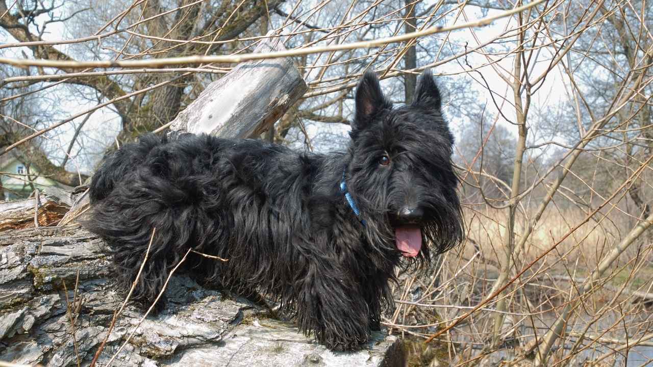 Scottish Terrier