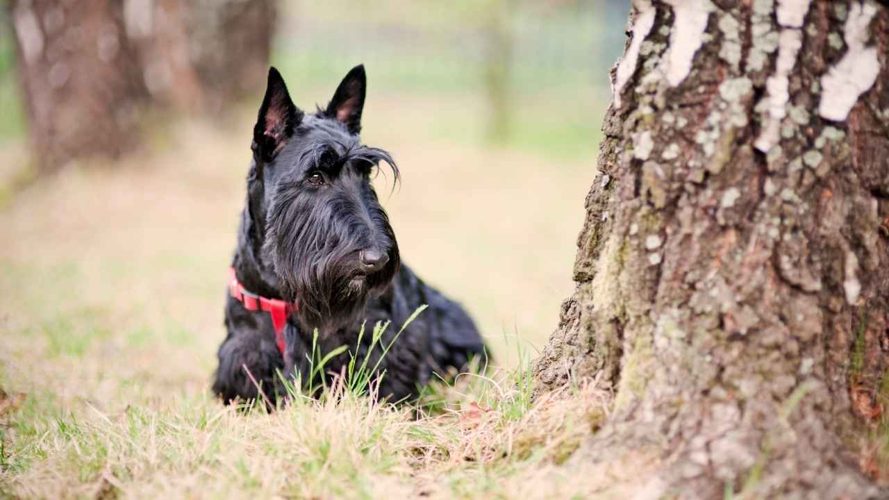 Scottish Terrier