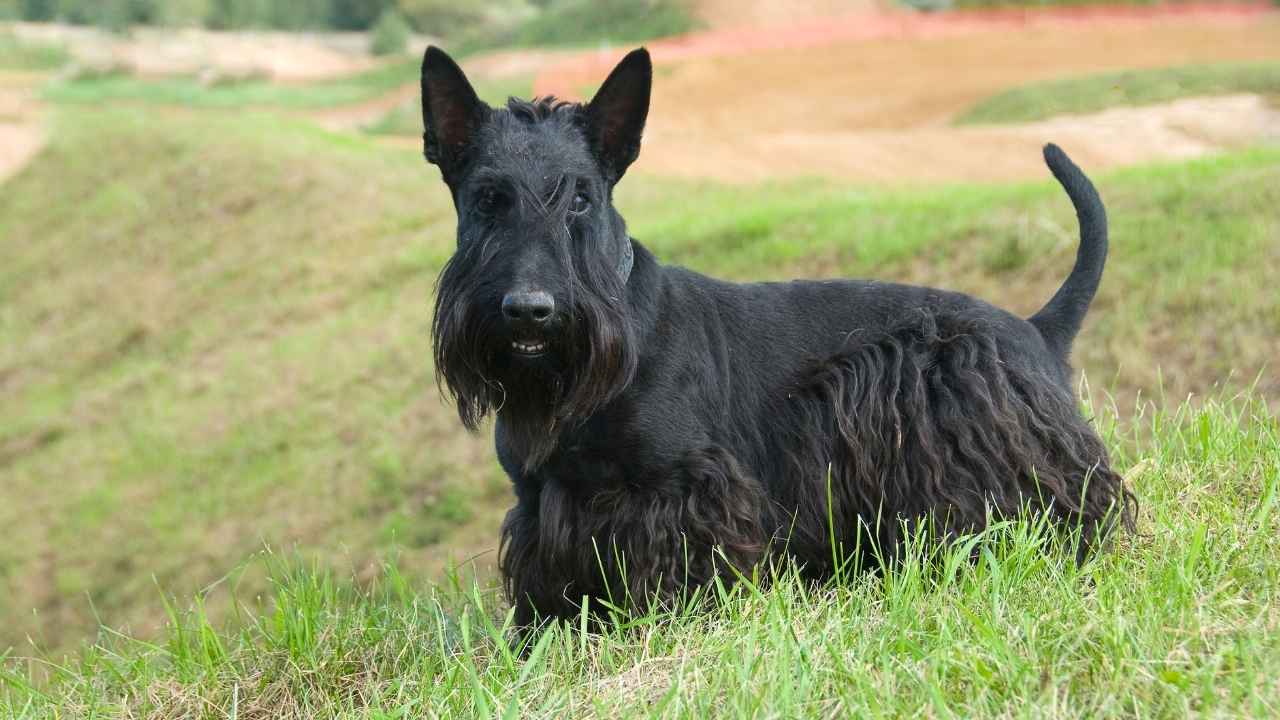 Scottish Terrier