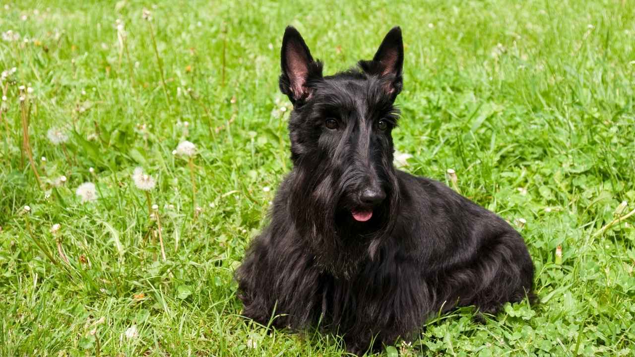 Scottish Terrier