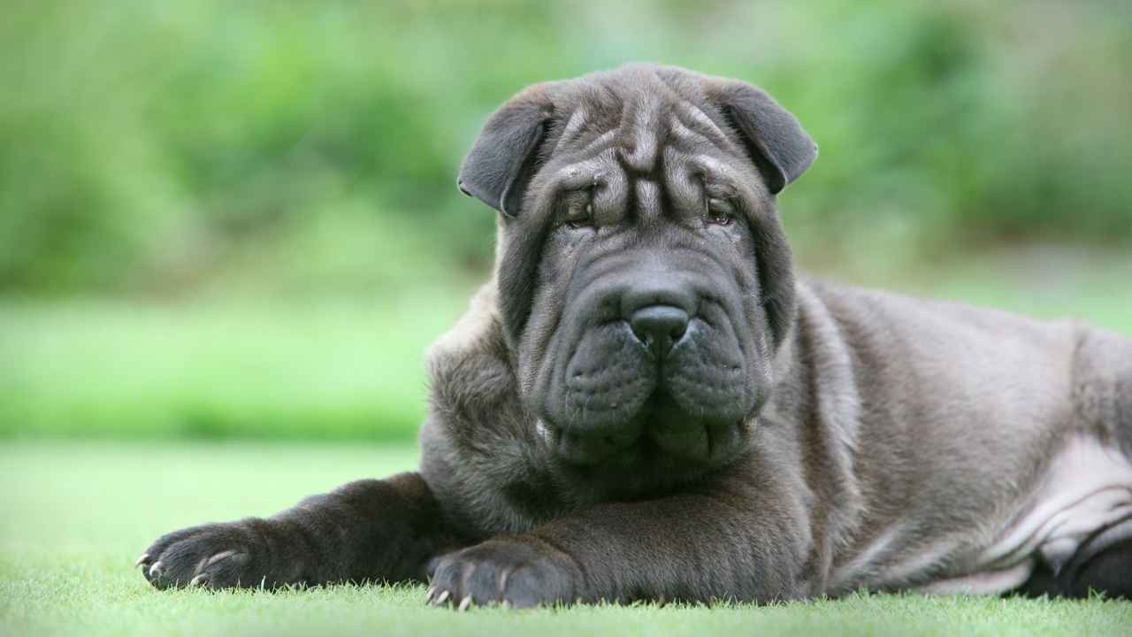 Shar Pei