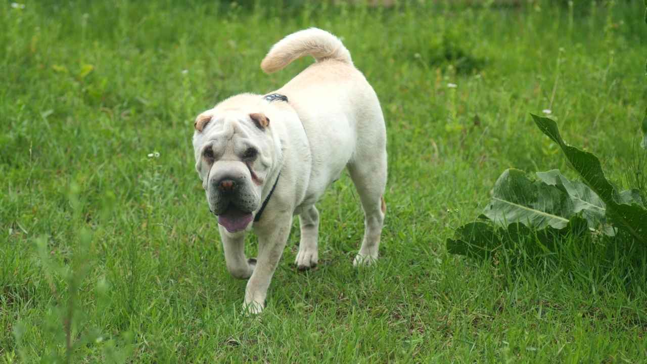 Shar Pei