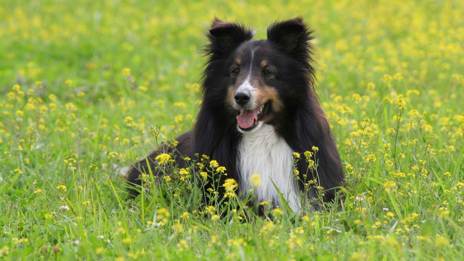 Shetland Sheepdog