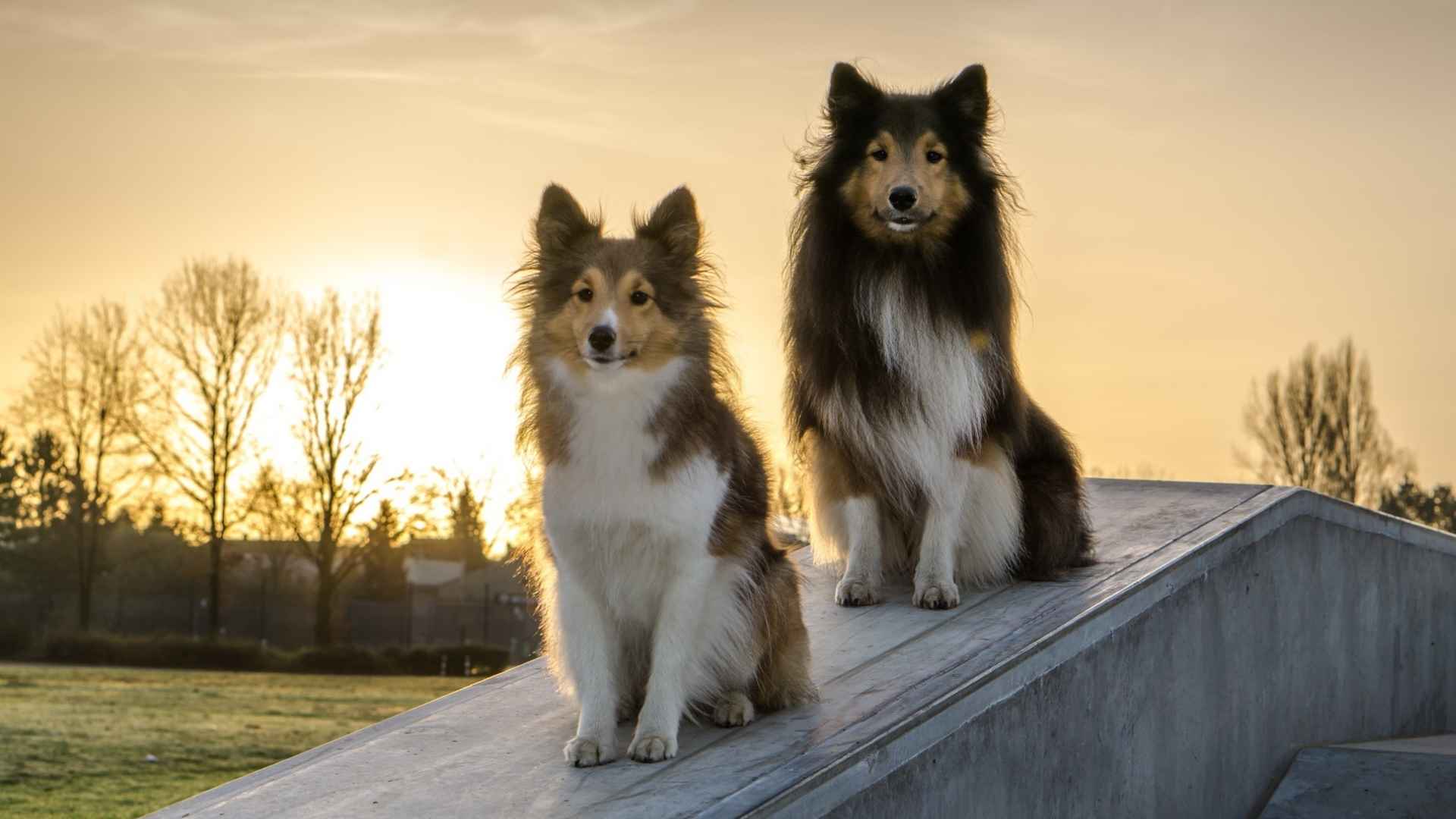 Shetland Sheepdog