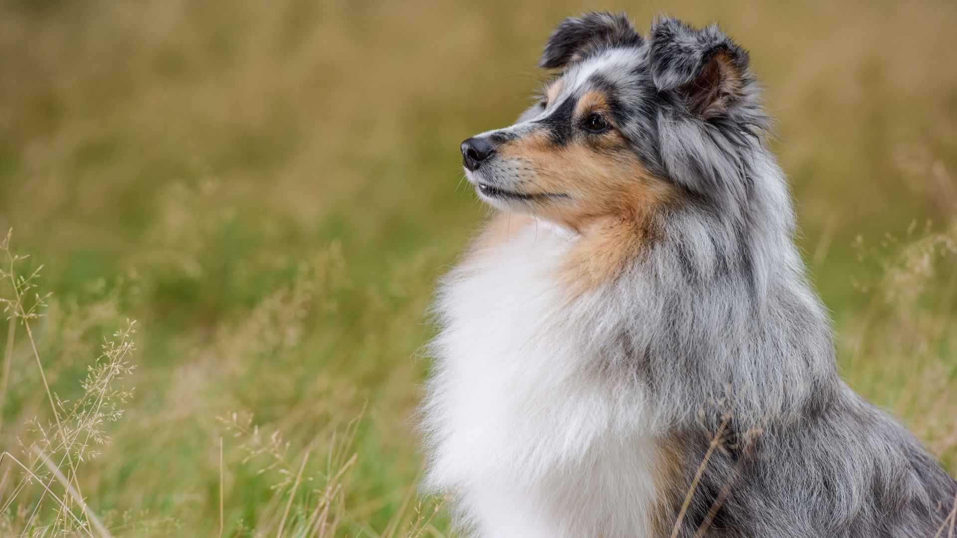 Shetland Sheepdog