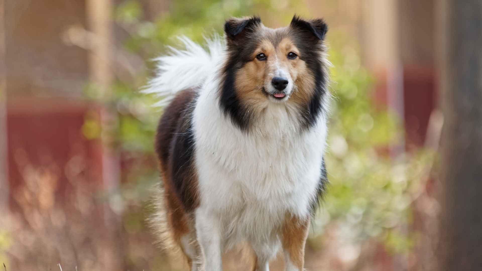 Shetland Sheepdog