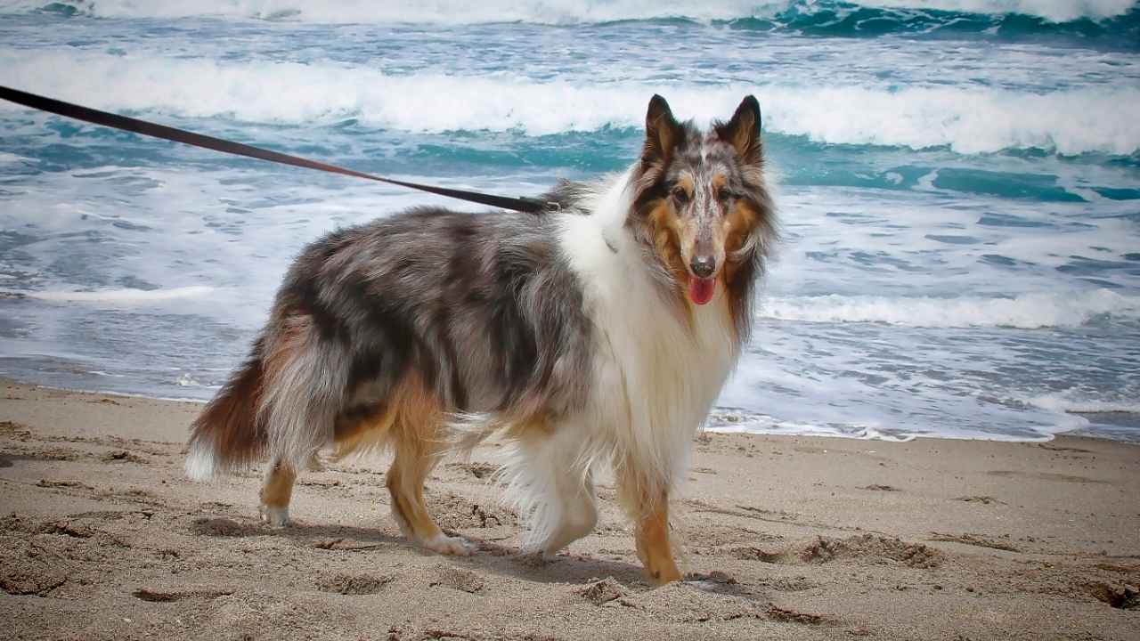 Shetland Sheepdog