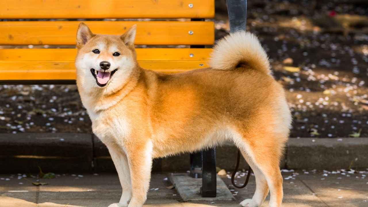 Shiba Inu