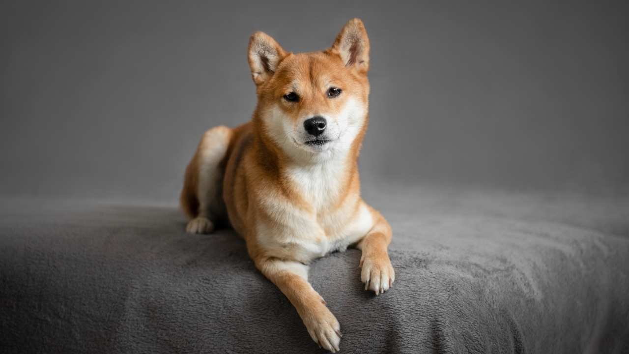 Shiba Inu