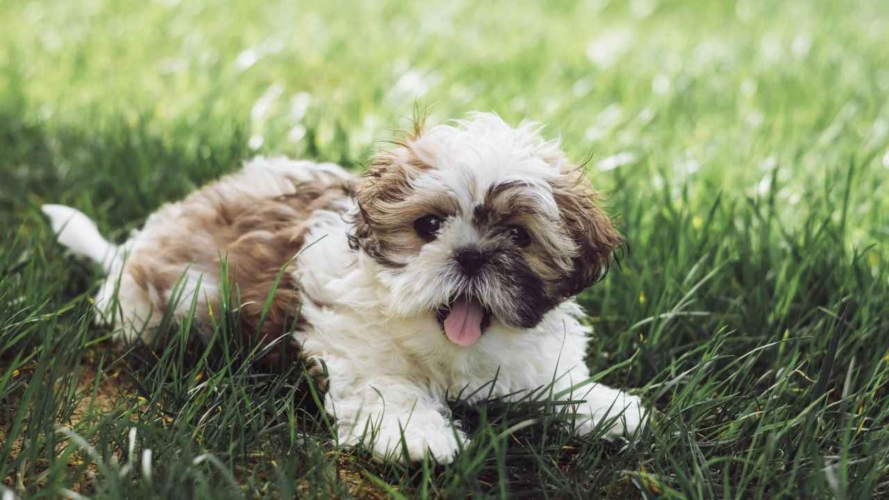 Shih Tzu