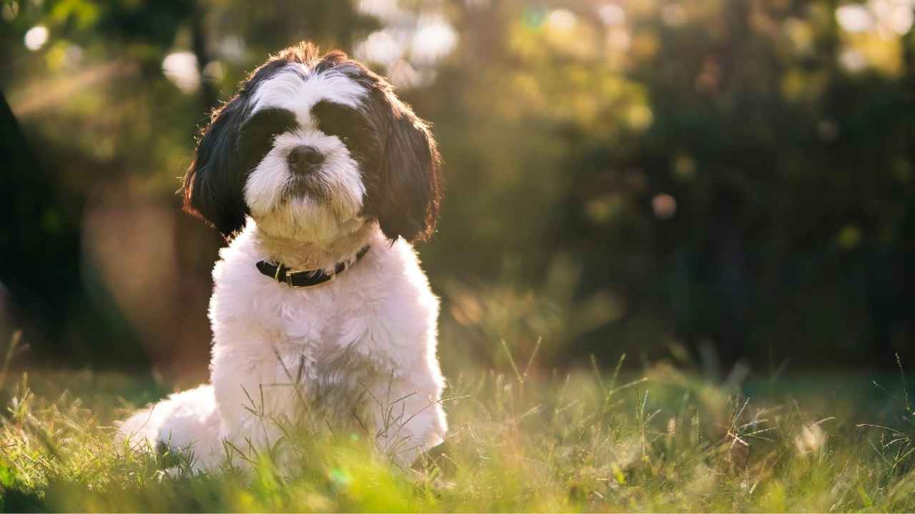 Shih Tzu