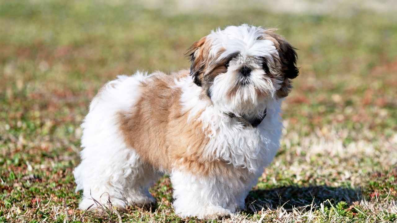 Shih Tzu