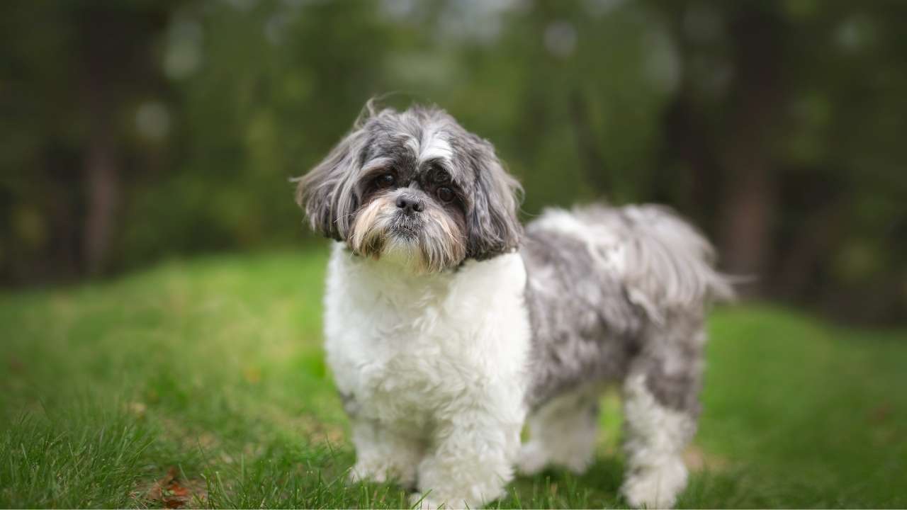 Shih Tzu