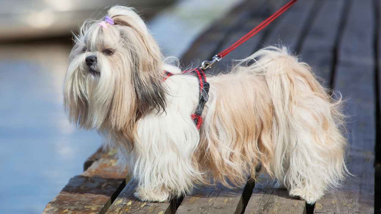 Shih Tzu