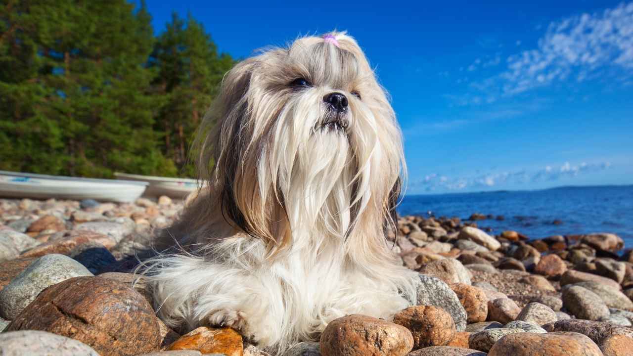 Shih Tzu