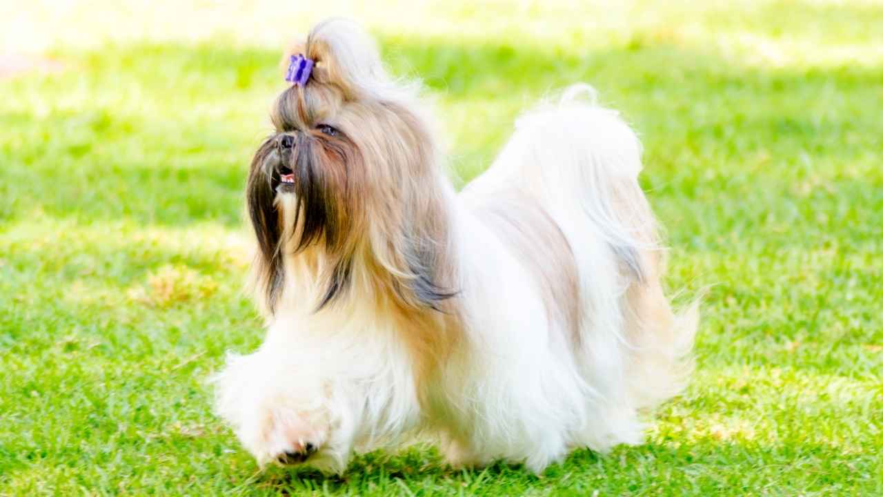 Shih Tzu