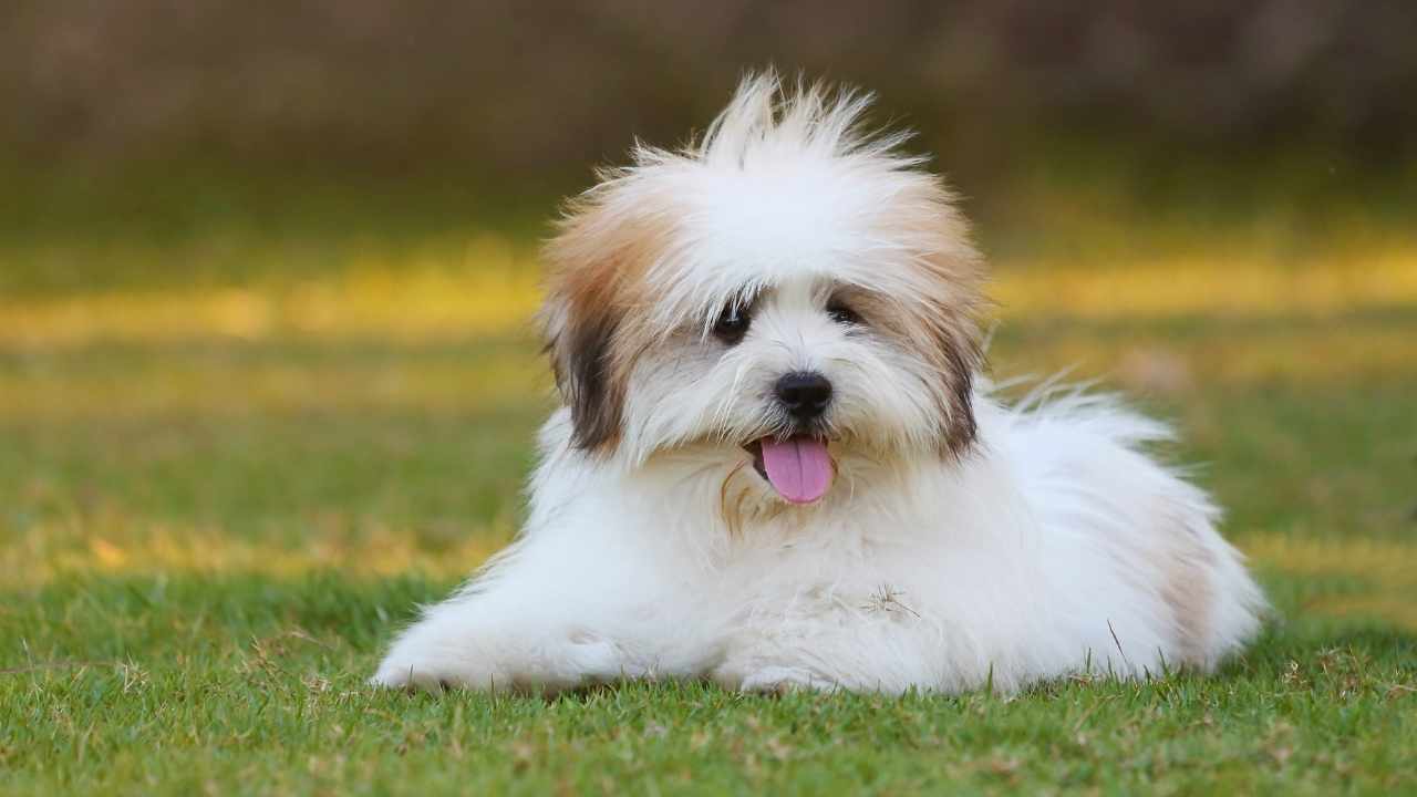 Shih Tzu