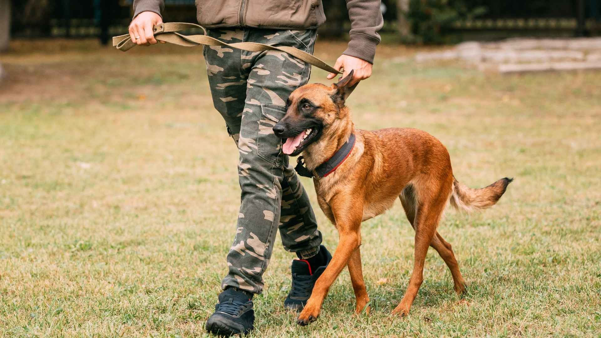 Short Haired Guard Dog Breeds That Are Low Maintenance