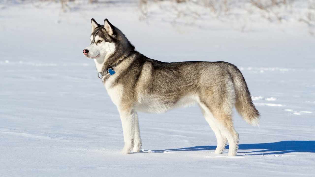 Siberian husky