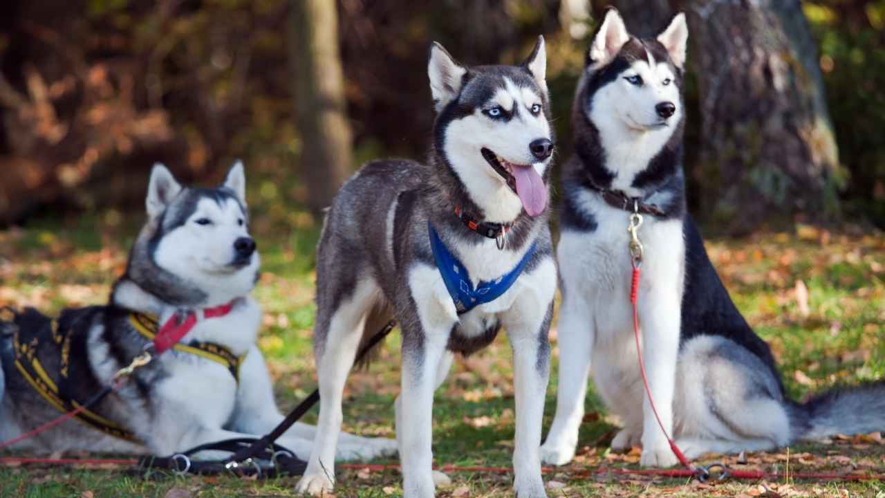 Siberian Husky