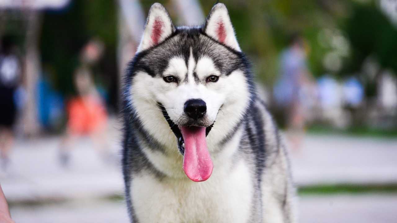 Siberian Husky