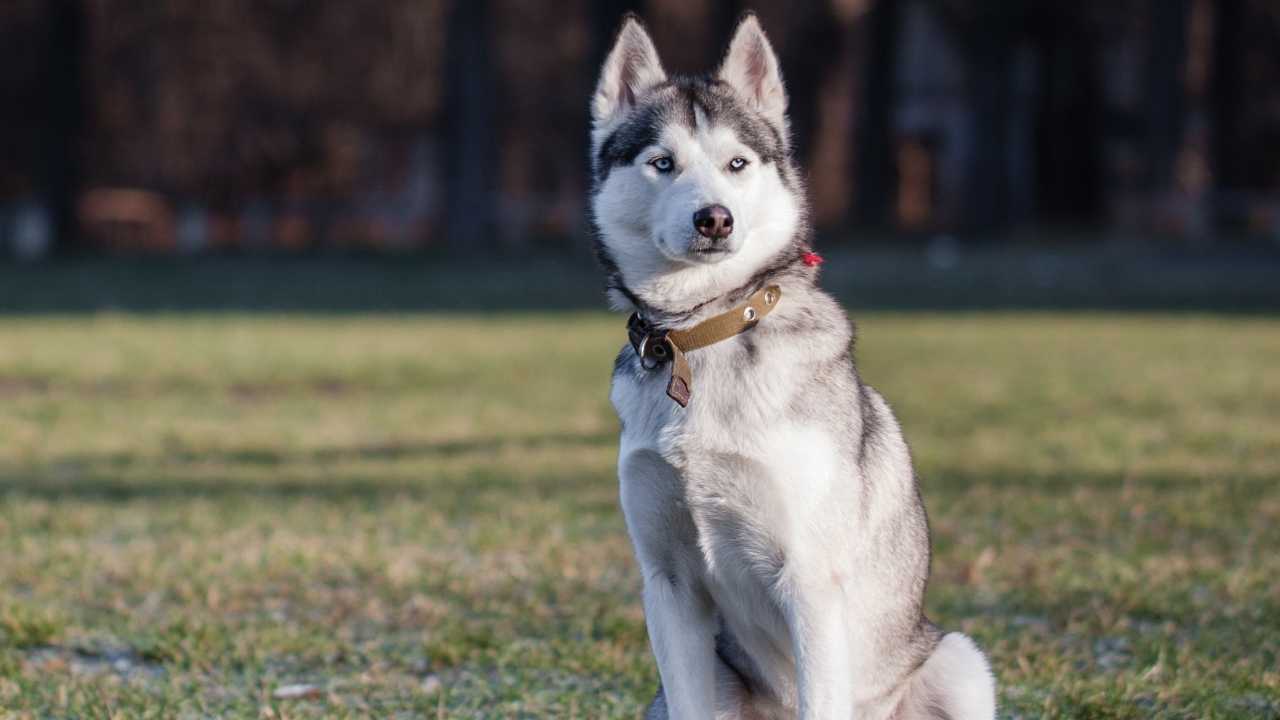 Siberian Husky