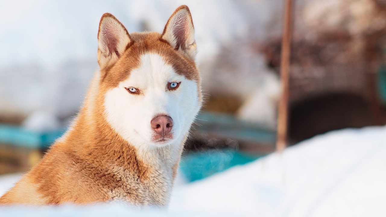 Siberian Husky