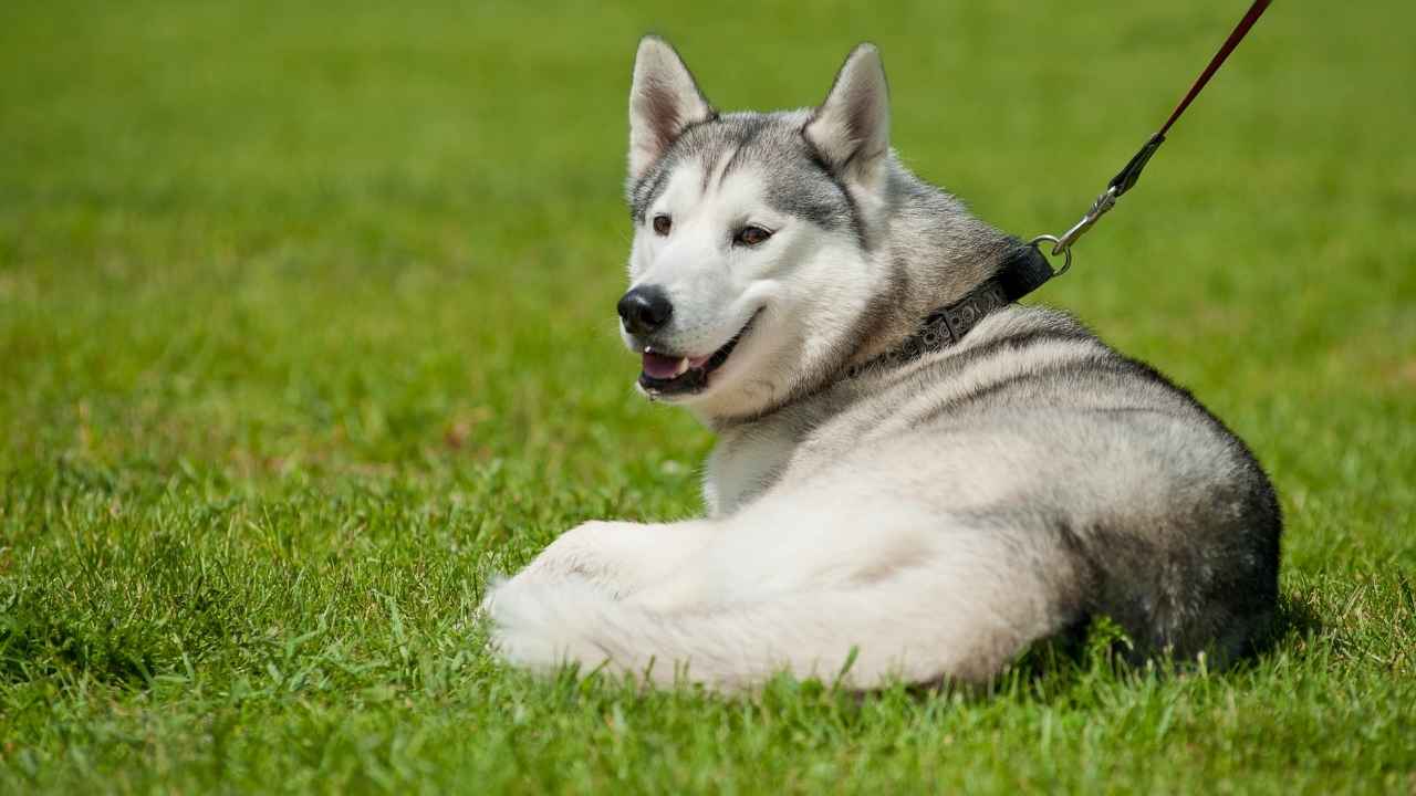 Siberian Husky