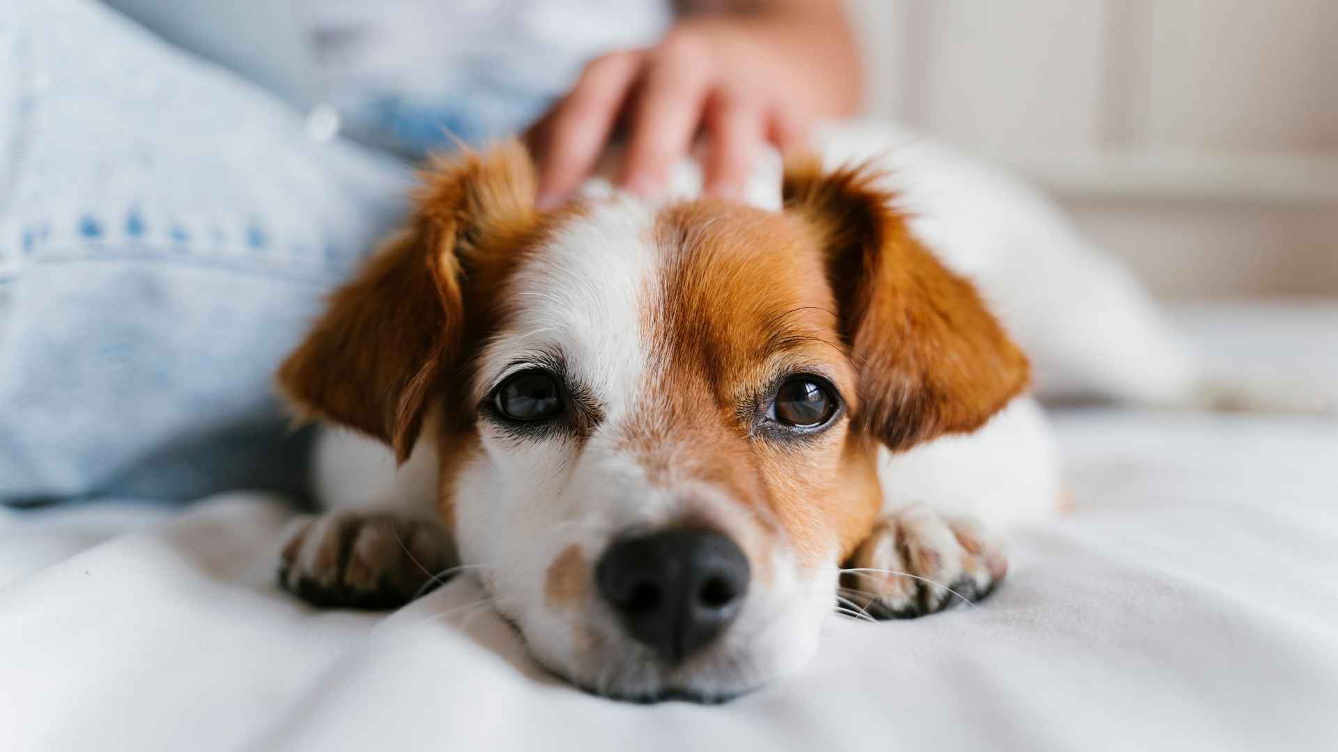 Silent Dog Breeds That Bark Less and Bring Peace to Your Home