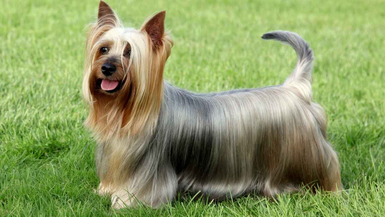 Silky Terrier