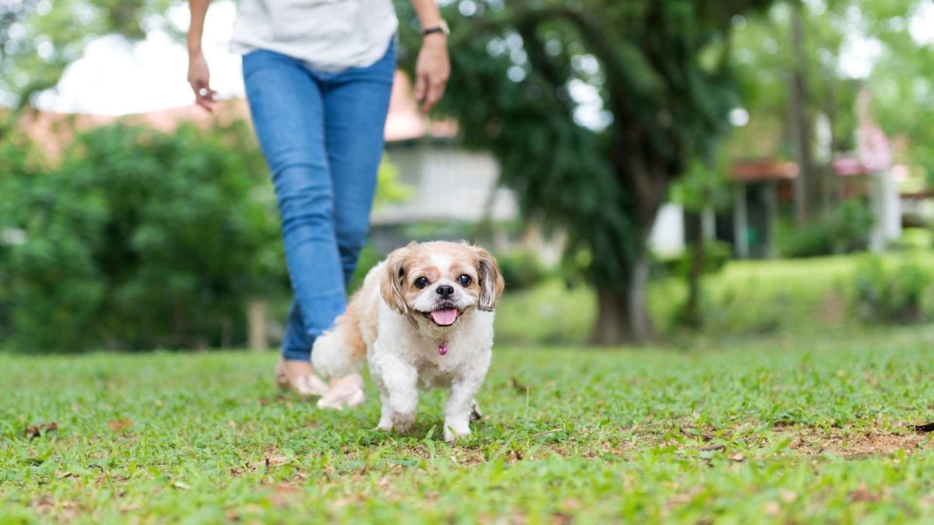 Small Dog Breeds That Require Minimal