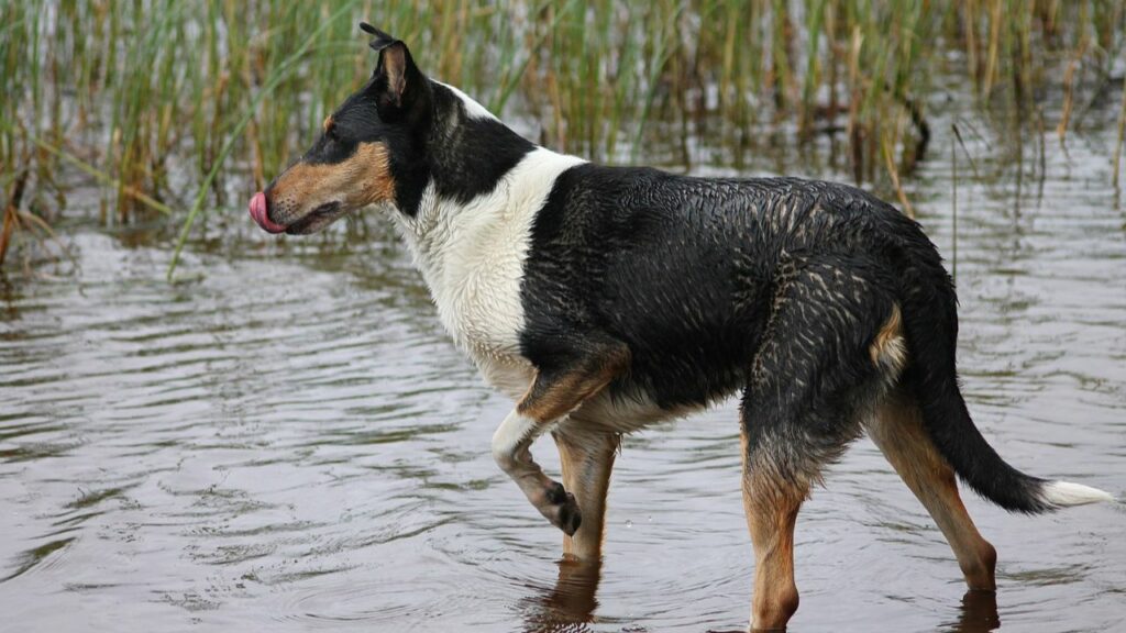 Smooth Collie