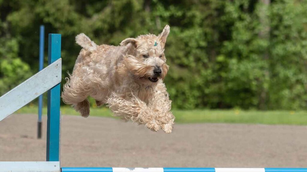 Soft-Coated Wheaten Terrier 