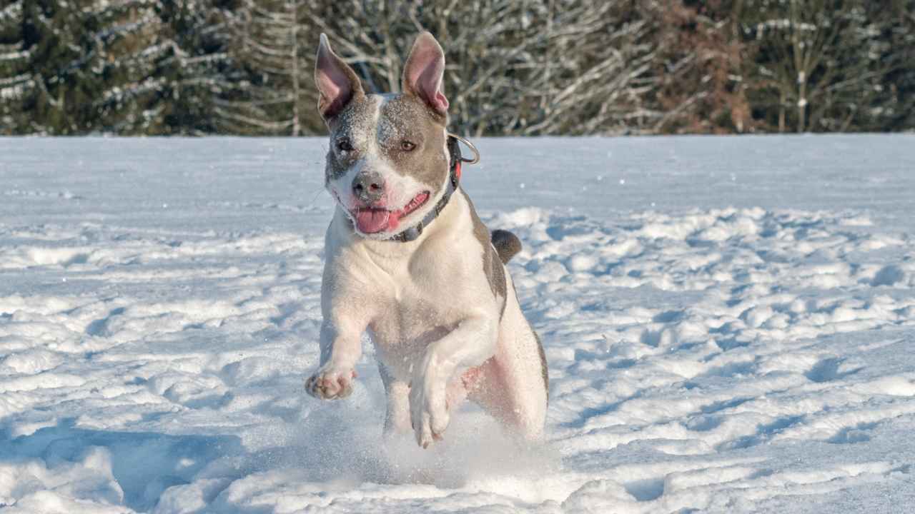 Staffordshire Bull Terrier