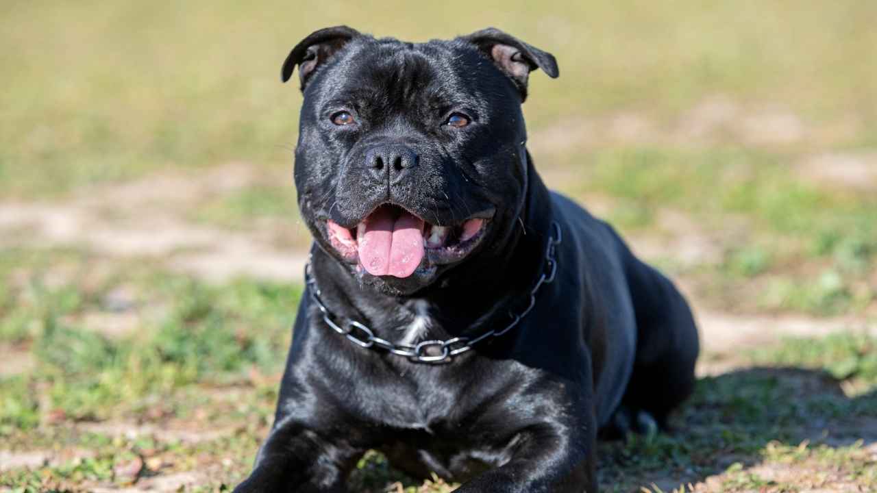 Staffordshire Bull Terrier