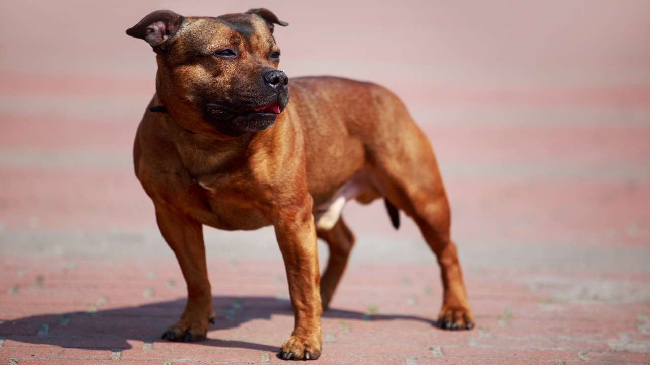 Staffordshire Bull Terrier