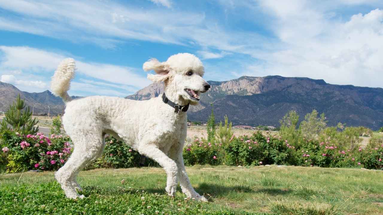 Standard Poodle