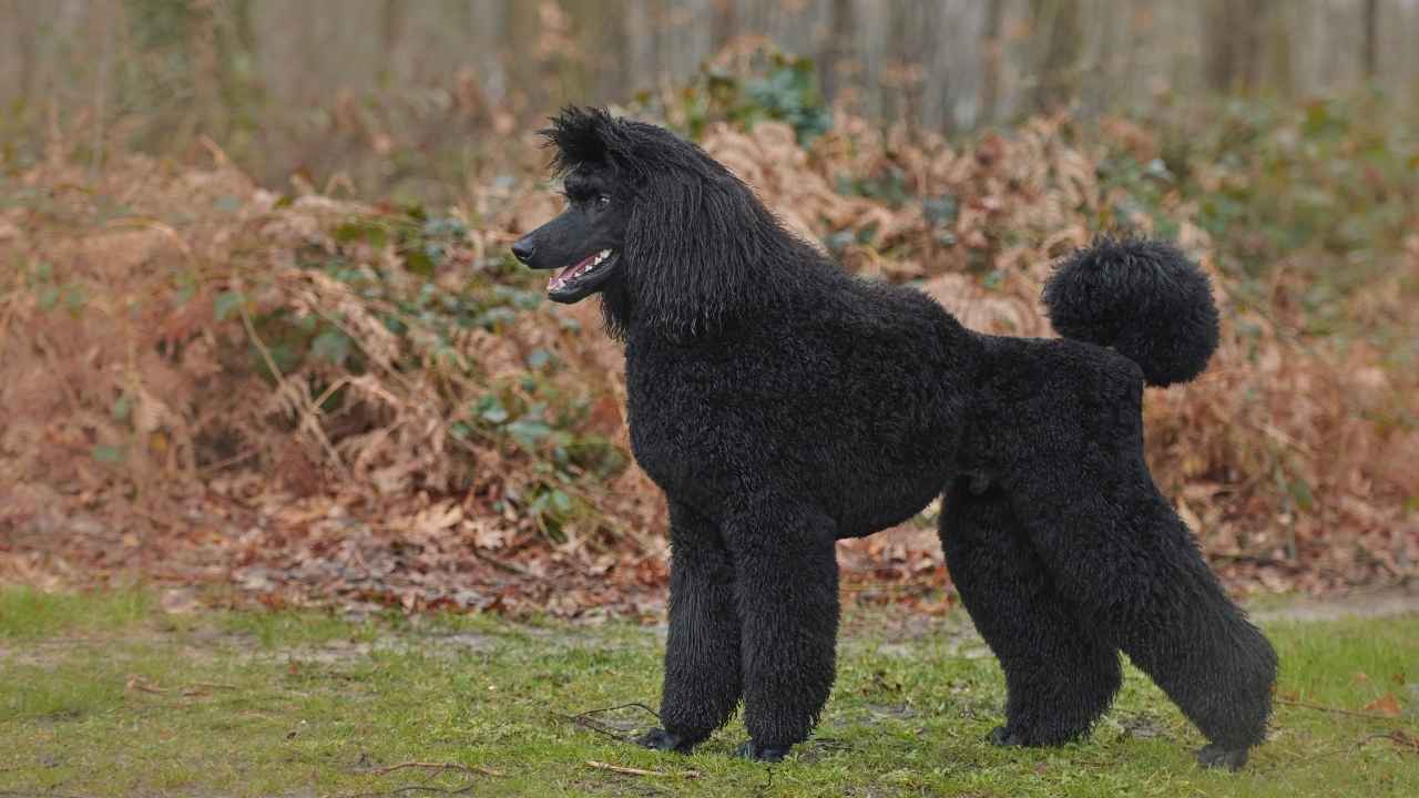 Standard Poodle