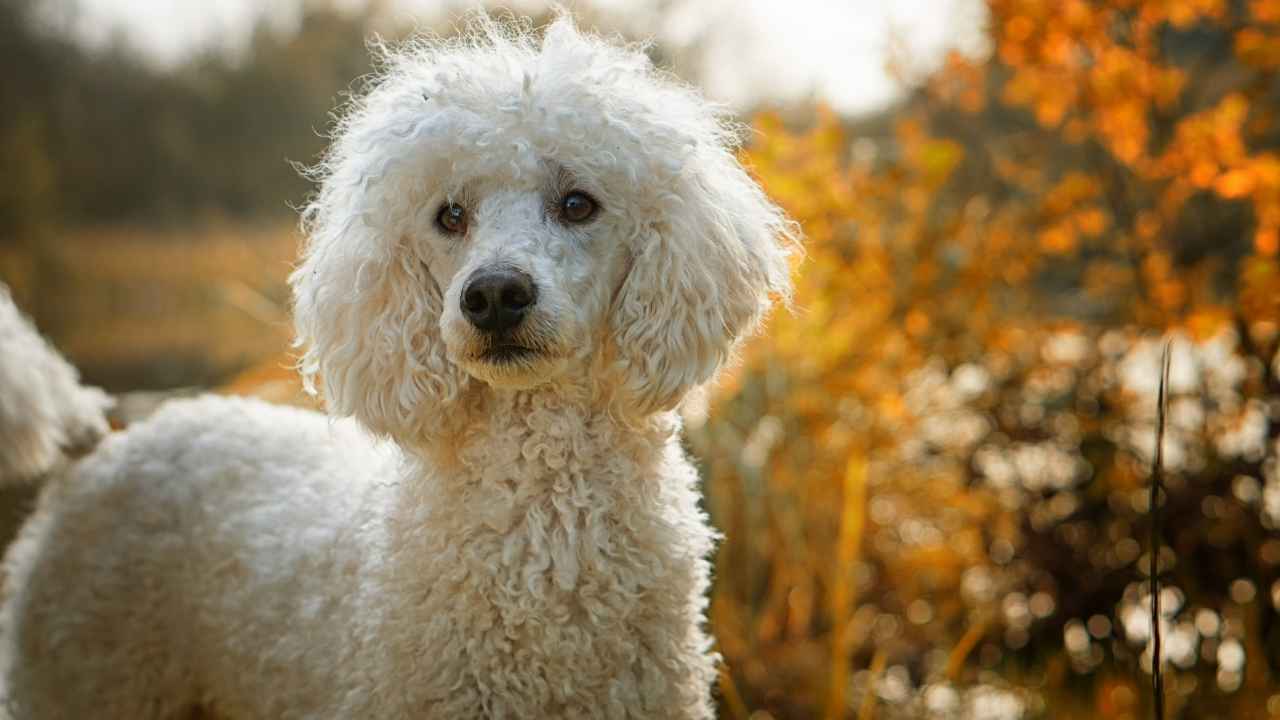 Standard Poodle