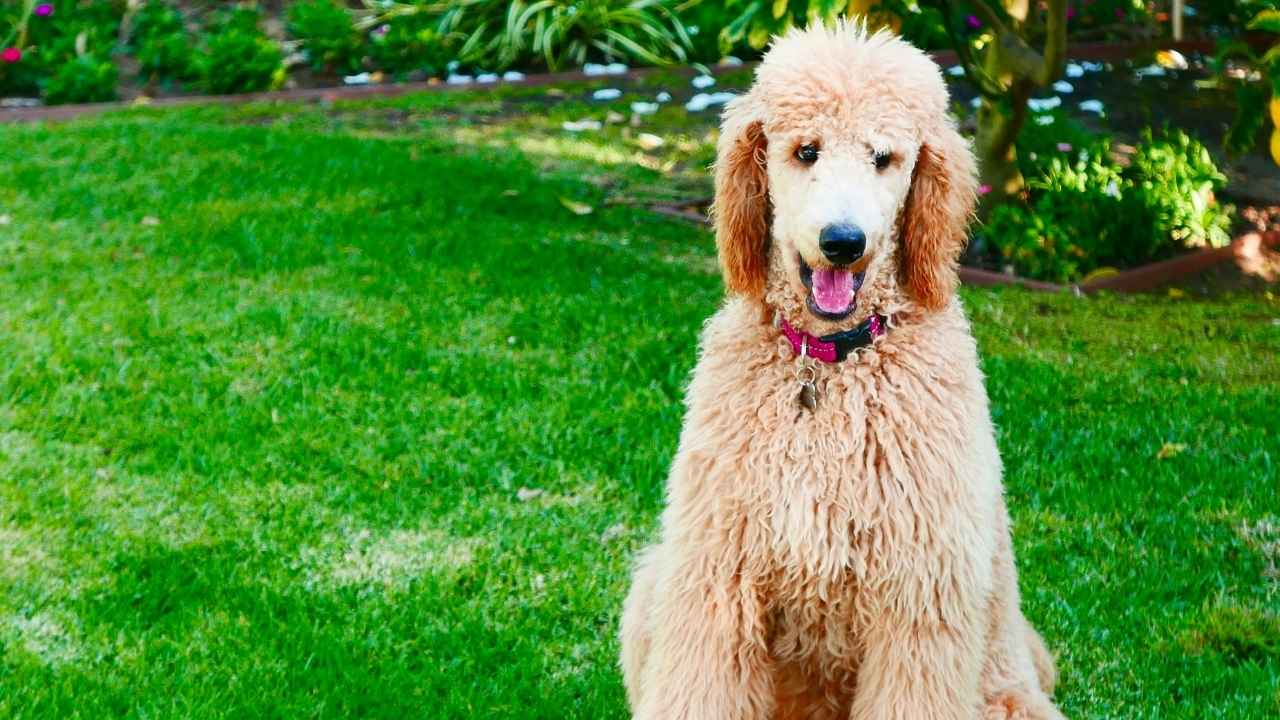 Standard Poodle