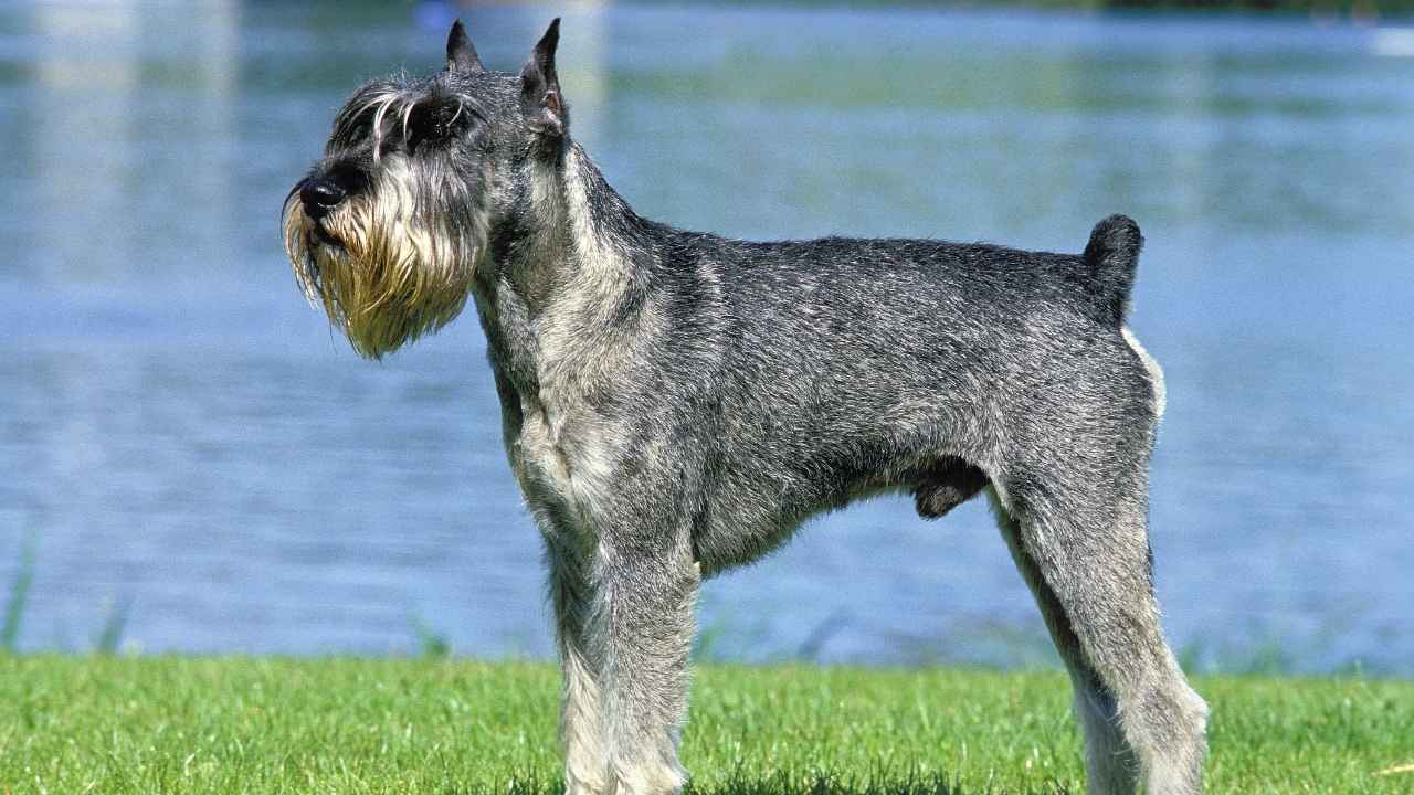 Standard Schnauzer