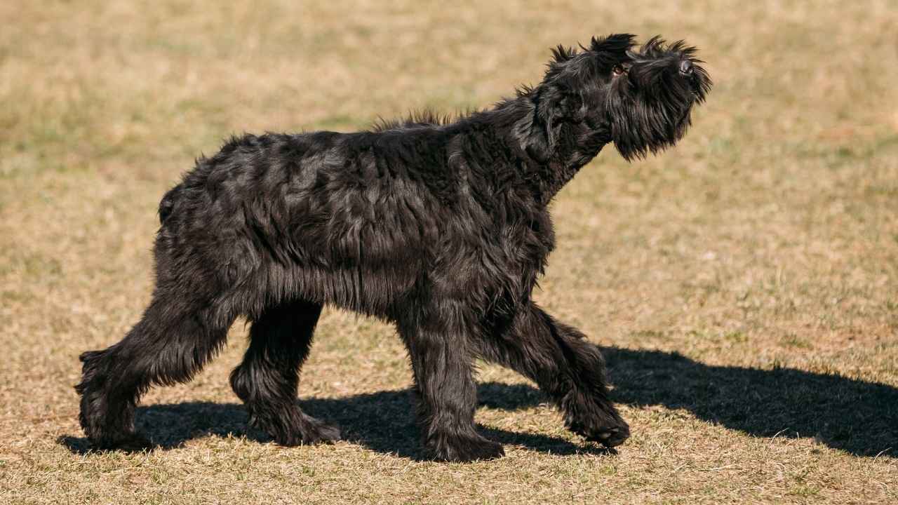 Standard Schnauzer